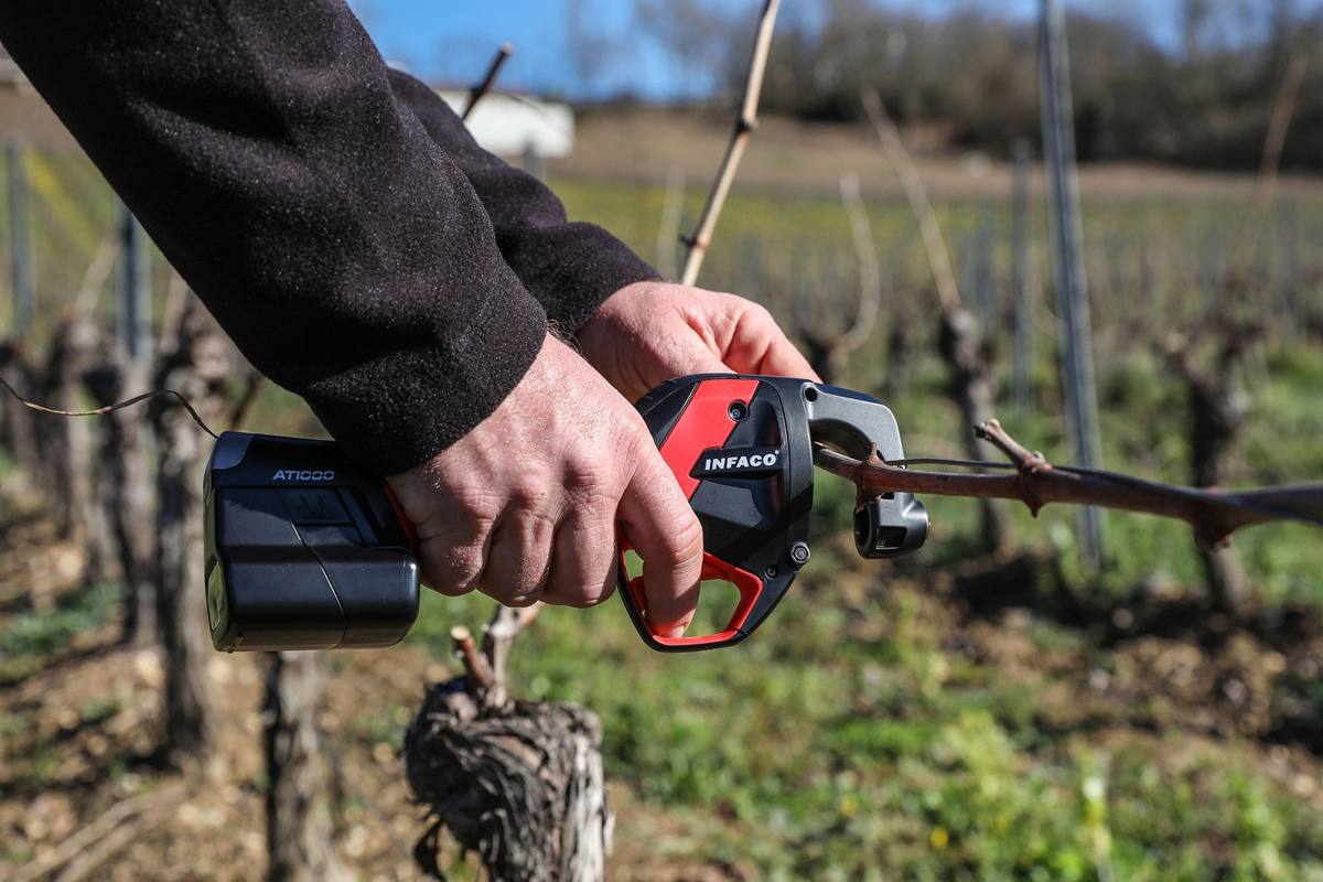 Viticultor legând coarda la spalier cu mașina de legat INFACO AT1000